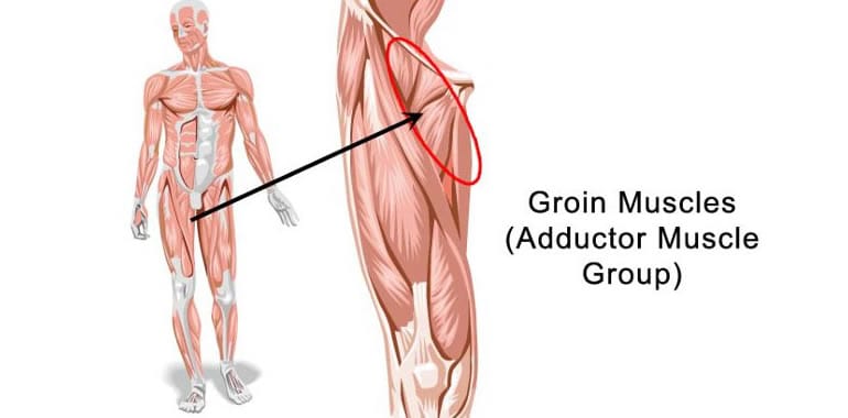 Groin Muscles